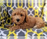 Small Photo #5 Cavachon-Poodle (Miniature) Mix Puppy For Sale in LANCASTER, PA, USA