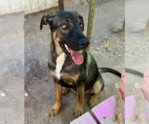 Labrador Retriever-Unknown Mix Dogs for adoption in Williamsburg, NM, USA