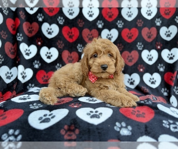 Medium Photo #6 Cock-A-Poo Puppy For Sale in LAKELAND, FL, USA