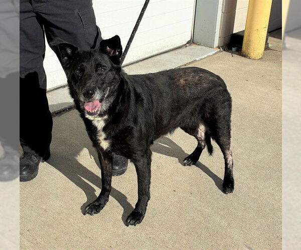 Medium Photo #1 Labrador Retriever Puppy For Sale in Louisville, KY, USA