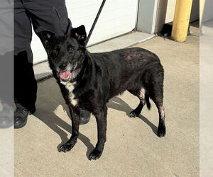 Labrador Retriever Dogs for adoption in Louisville, KY, USA
