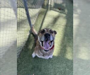 German Shepherd Dog Dogs for adoption in Chula Vista, CA, USA