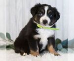 Small #4 Miniature Australian Shepherd