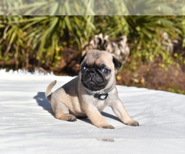 Medium Photo #4 Pug Puppy For Sale in PALM COAST, FL, USA
