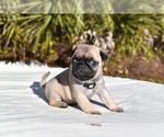 Small #3 Pug