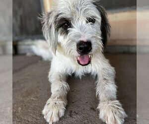 Mutt Dogs for adoption in Vail, AZ, USA