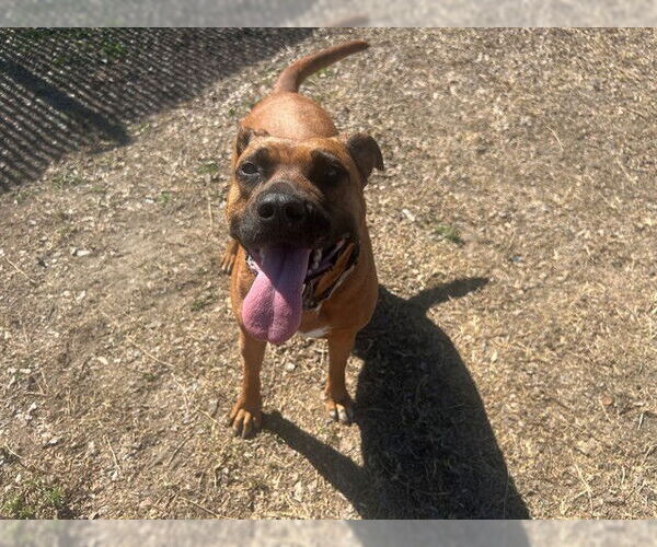Medium Photo #2 Black Mouth Cur-Unknown Mix Puppy For Sale in Ocala, FL, USA
