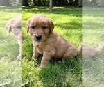 Small #1 Golden Retriever