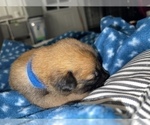 Small Photo #272 Belgian Malinois Puppy For Sale in REESEVILLE, WI, USA