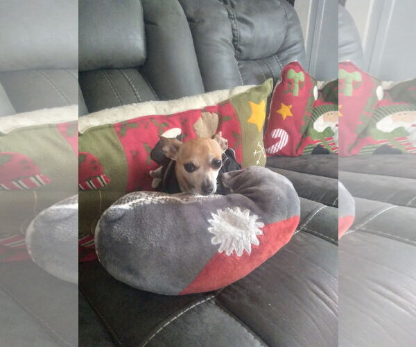 Medium Photo #2 Chihuahua Puppy For Sale in York, SC, USA