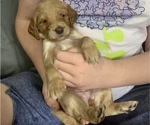 Puppy 8 Cock-A-Poo-Goldendoodle Mix