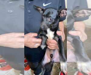 Chihuahua Dogs for adoption in New Orleans, LA, USA