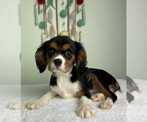 Cavalier King Charles Spaniel Puppy for sale in GREENWOOD, IN, USA