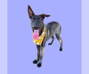 Mutt Dogs for adoption in Bakersfield, CA, USA
