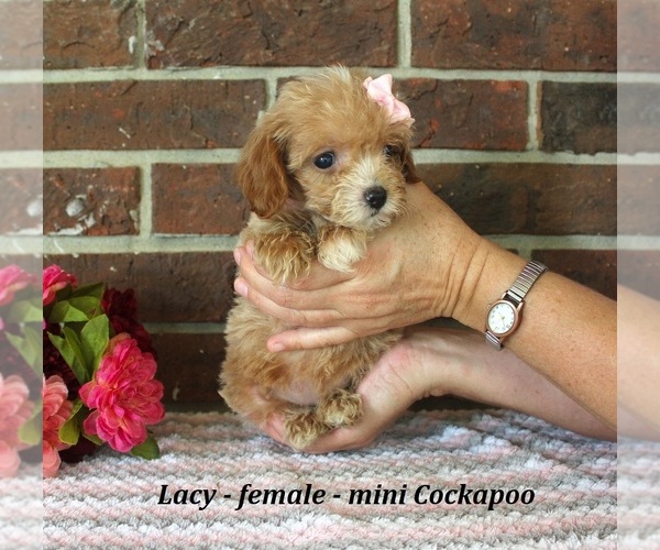 Medium Photo #4 Cockapoo (Miniature) Puppy For Sale in CLARKRANGE, TN, USA