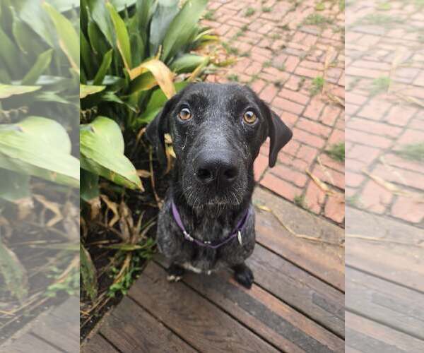 Medium Photo #2 Catahoula Leopard Dog-Labrador Retriever Mix Puppy For Sale in Oakhurst, NJ, USA