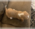 Small Photo #7 Basset Hound Puppy For Sale in MUNCIE, IN, USA
