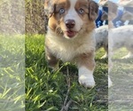 Small #5 Aussie-Corgi