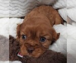 Puppy Puppy 3 Cavalier King Charles Spaniel