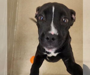 American Pit Bull Terrier Dogs for adoption in Decatur, IL, USA