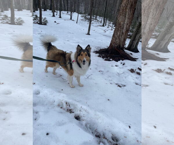 Medium Photo #4 Collie Puppy For Sale in Chantilly, VA, USA