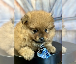 Pomeranian Puppy for sale in ELMHURST, IL, USA