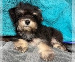 Small Photo #19 Yo-Chon Puppy For Sale in HAMPTON, VA, USA