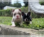 Small #6 American Bully