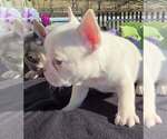 Small #4 French Bulldog