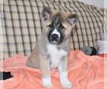 Small Photo #6 Akita Puppy For Sale in COLLINSVILLE, OK, USA