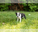 Small #28 Boston Terrier