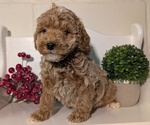 Small #4 Poodle (Miniature)