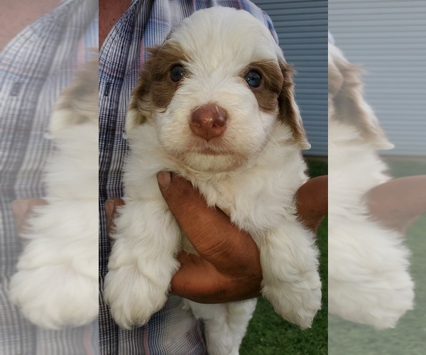 Medium Photo #12 Bernedoodle (Miniature) Puppy For Sale in LEETONIA, OH, USA
