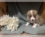 Small #2 Pembroke Welsh Corgi