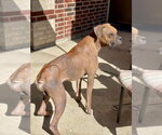 Small #1 Boxer