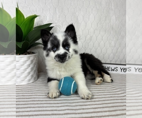 Medium Photo #2 Pomsky Puppy For Sale in GREENFIELD, IN, USA