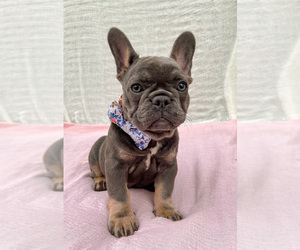 French Bulldog Puppy for sale in FERNDALE, WA, USA