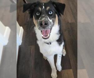 Australian Shepherd-Unknown Mix Dogs for adoption in San Antonio, TX, USA