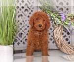 Small Photo #2 Poodle (Miniature) Puppy For Sale in MOUNT VERNON, OH, USA