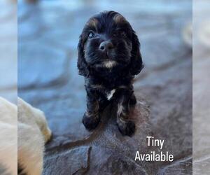 Cock-A-Poo Puppy for sale in HOLLISTER, CA, USA