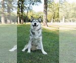 Small #1 Siberian Husky