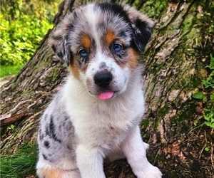 Medium Australian Shepherd