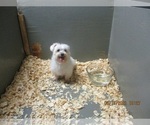 Small Photo #9 Maltese Puppy For Sale in CARROLLTON, GA, USA