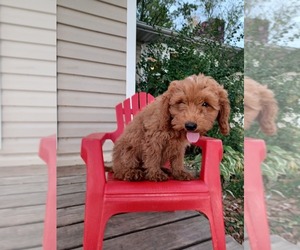 Bichpoo Puppy for sale in STANLEY, WI, USA