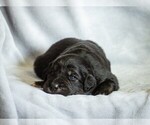 Puppy Silver Collar Australian Shepherd-English Cream Golden Retriever Mix