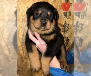 Rottweiler Puppy for sale in ALBION, MI, USA