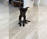 Small Labrador Retriever