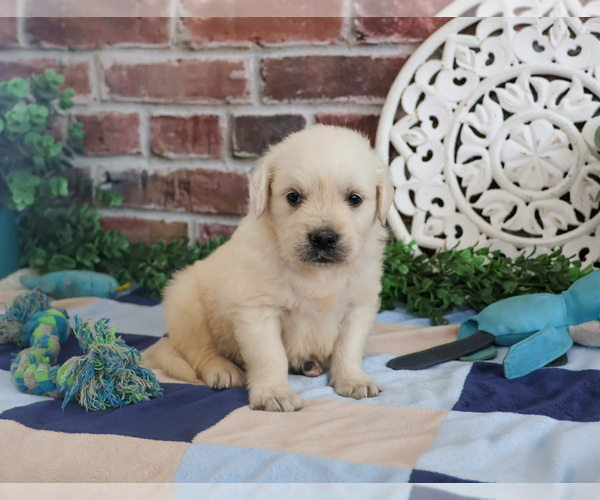 Medium Photo #1 Golden Retriever Puppy For Sale in SYRACUSE, IN, USA
