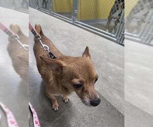 Chihuahua Dogs for adoption in Temple, TX, USA