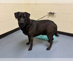 Small Labrador Retriever Mix